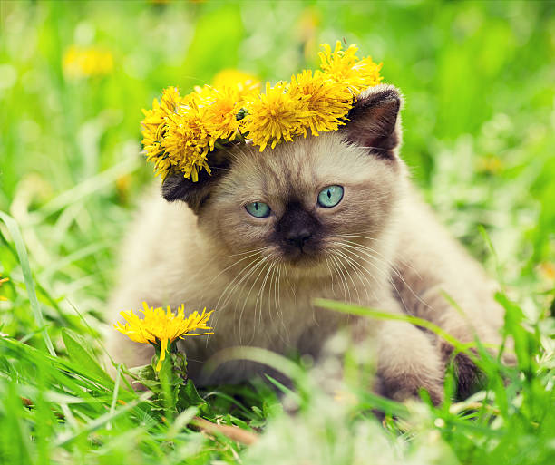 istock Little kitten enjoing summer in the dandelion lawn 477734714