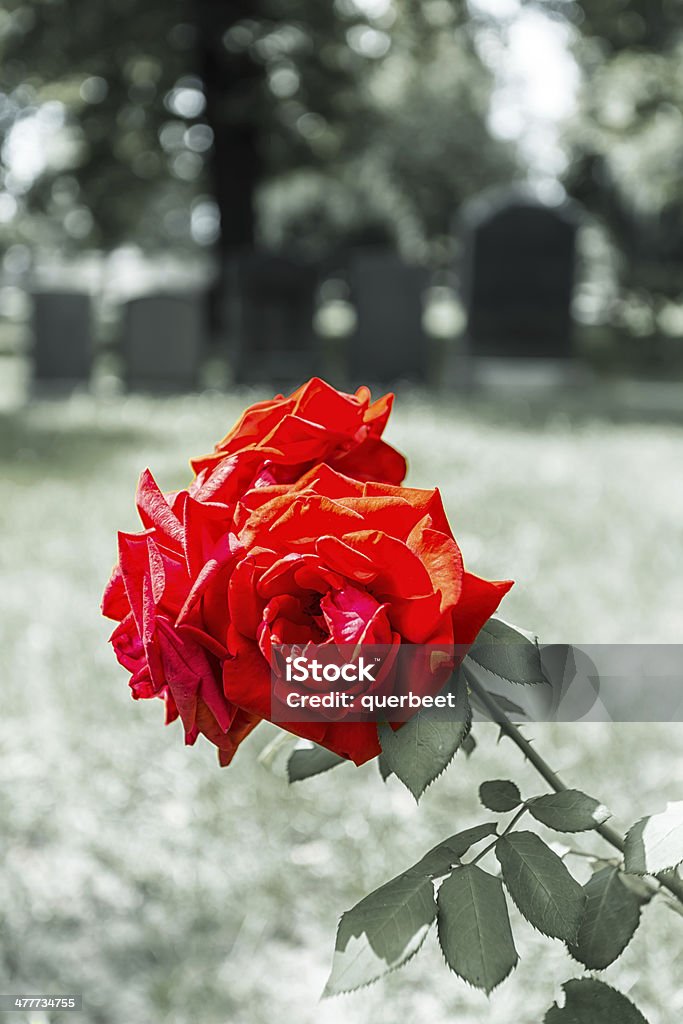 Blühenden Rosen Auf einem Friedhof - Lizenzfrei Blume Stock-Foto