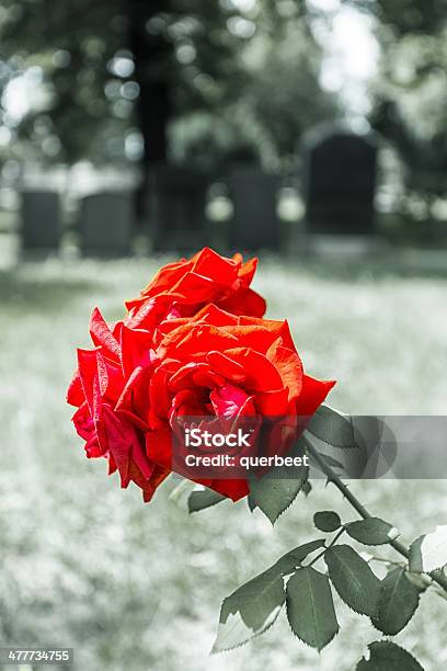 Blühenden Rosen Auf Einem Friedhof Stockfoto und mehr Bilder von Blume - Blume, Grabstein, Baum