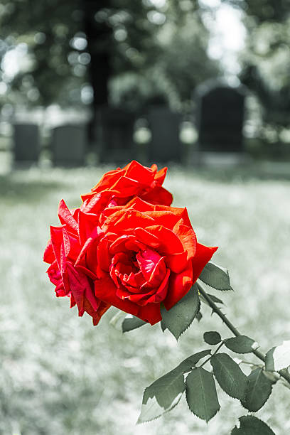 istock Blooming Rose in a cemetery 477734755