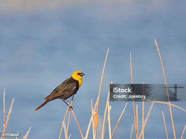 Graúnadecabeçaamarela - Fotografias de stock e mais imagens de Graúna-de-cabeça-amarela - Graúna-de-cabeça-amarela, Dakota do Norte, Lezíria