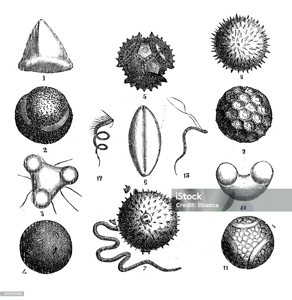 Pollen Design Antique Illustration Of Pollen Stock Illustration - Download Image Now ...