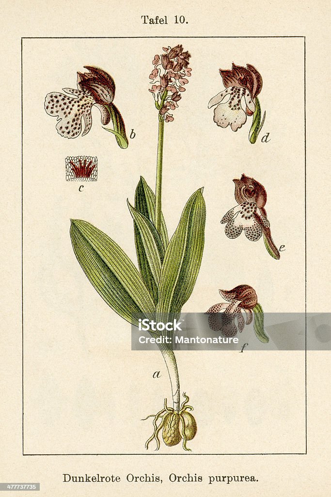 Antique Flower Illustration: Lady Orchid (Orchis purpurea) Antique Flower Illustrations from Germany's Flora in Illustrations by Jacob Sturm, Johann Georg Sturm Lady Orchid stock illustration