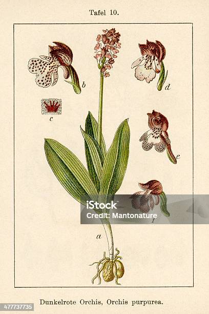 Antique Flower Illustration Lady Orchid Stock Illustration - Download Image Now