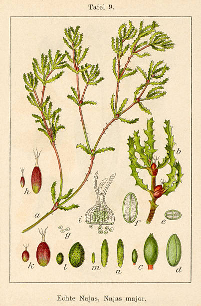 istock Antique Flower Illustration: Holly leaved Naiad (Najas marina) 477737753
