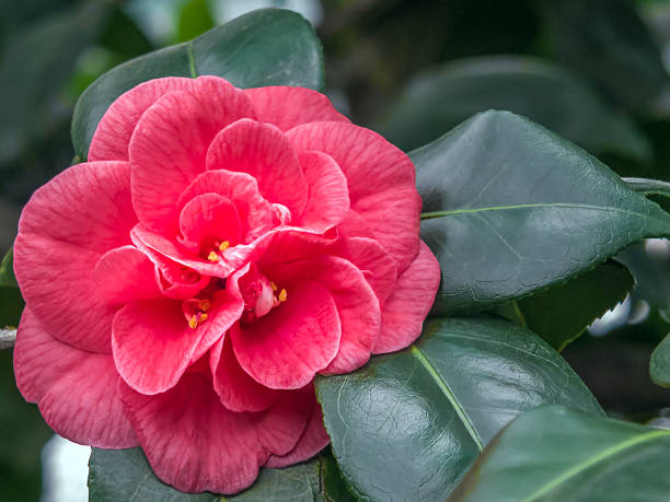 istock Camelia japonica L. 477738156