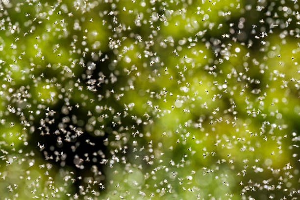 istock Winged ants swarming on a hot summer day 477738207