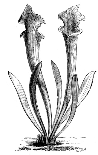 Antique illustration of Sarracenia