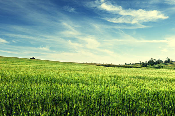istock field of barley 477738878