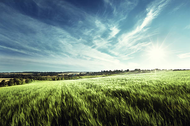 istock field of barley in sunset time 477738898
