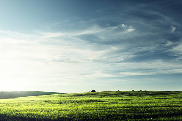 поле ячменя в время заката - barley grass field green стоковые фото �и изображения