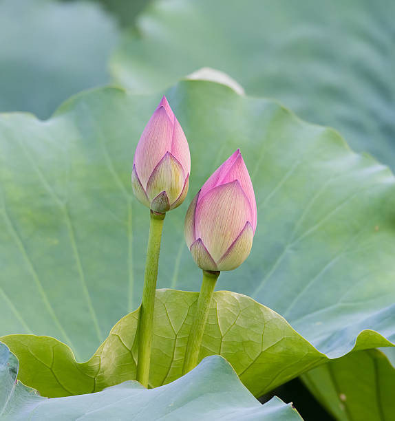 istock blooming lotus flower 477739022