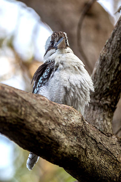 australian cucaburra pájaro - kookaburra laughing maniacal australia fotografías e imágenes de stock