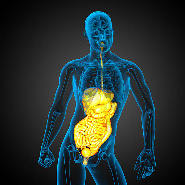istock 3d render medical illustration of the human digestive system 477739618