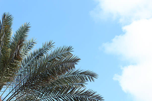istock leaves of a palm tree 477740002