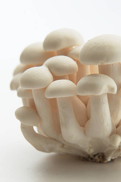 istock White Shimeji Mushroom on white background 477740024