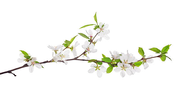 istock cherry tree blossoming branch with bright green leaves 477740148