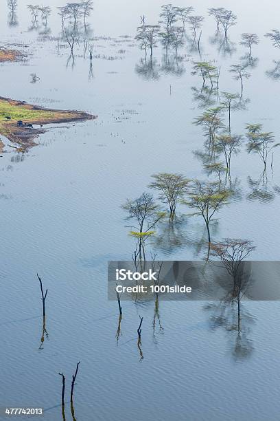 Photo libre de droit de Panorama Du Lac Nakuru banque d'images et plus d'images libres de droit de Afrique - Afrique, Animaux de safari, Arbre