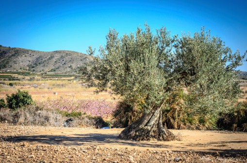 olive tree in the countryside