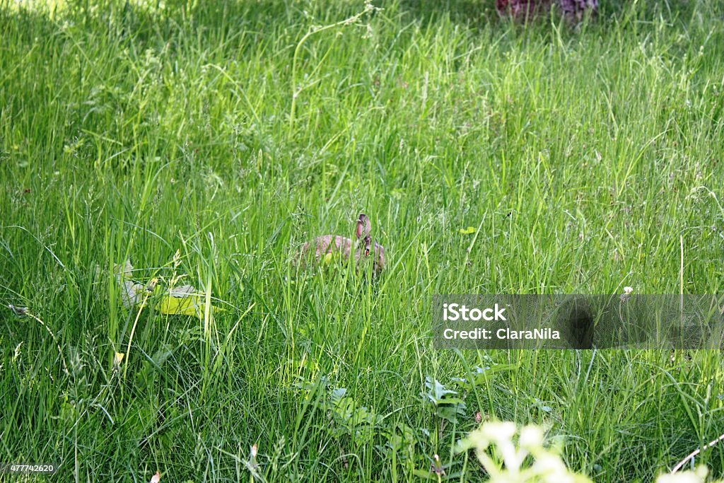 Gray rabbit bunny baby in green meadow 2015 Stock Photo