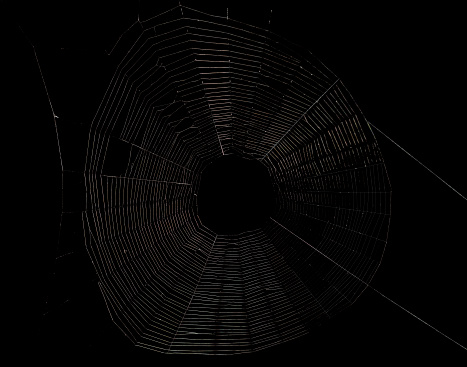 empty spider web isolated on black background