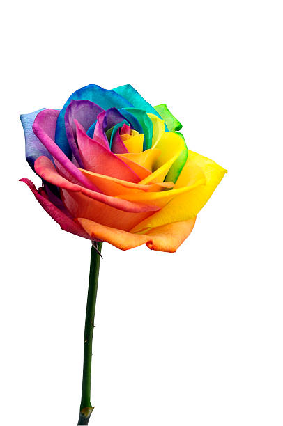 istock Close up of rainbow rose flower 477744005