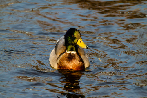 A closeup shot of a male mallard in a pond.
