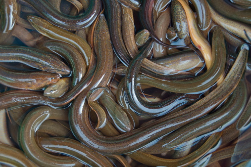 Fresh eels in Vietnamese market, Mui Ne.