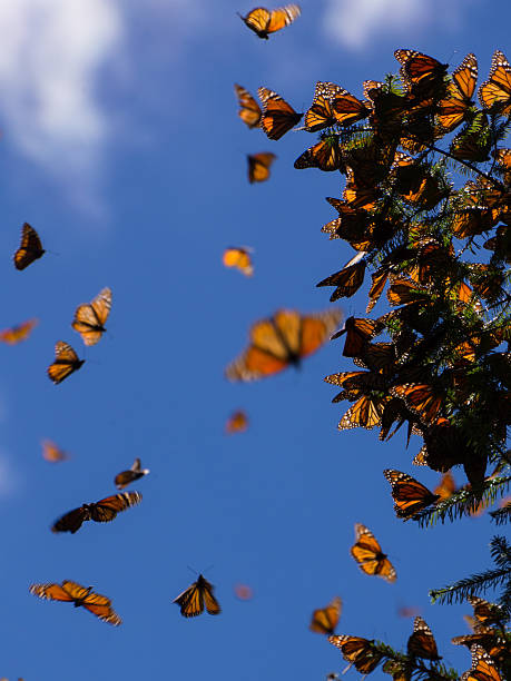 istock Monarch Butterflies on tree branch in Michoacan, Mexico 477749270