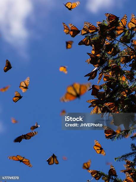 Monarch Butterflies On Tree Branch In Michoacan Mexico Stock Photo - Download Image Now