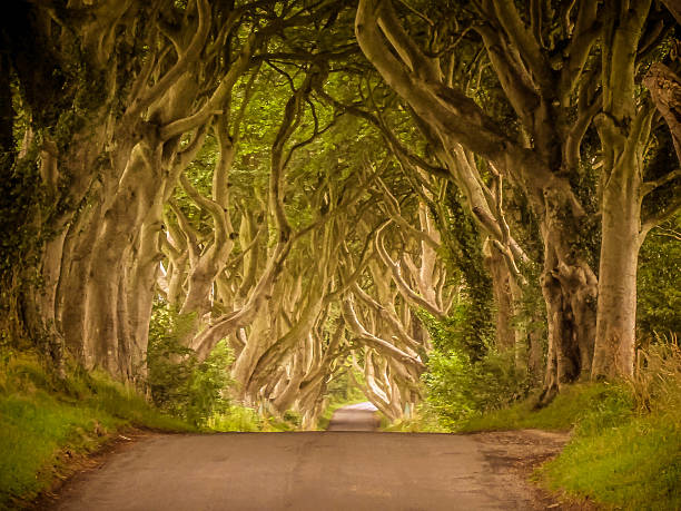 Dark Hedges, County Antrim, Northern Ireland Famous Dark Hedges, County Antrim, Northern Ireland tree lined driveway stock pictures, royalty-free photos & images