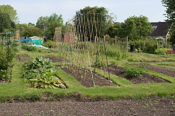 istock Garden Allotment with young runner beans 477749606