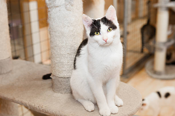 animal shelter cat young black and white cat standing on cat furniture with scratching post inside animal shelter home; looking hopefully into camera. fence and other cats in background stray animal stock pictures, royalty-free photos & images