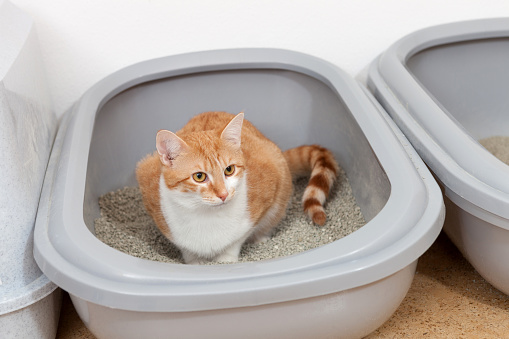 Red and white tabby cat sitting in litterbox, white background