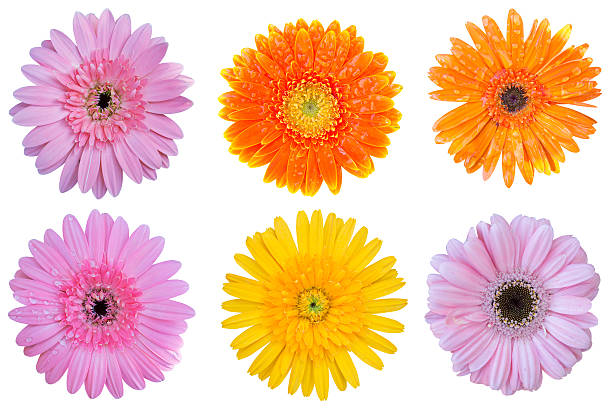 istock flower isolated with clipping path 477750092