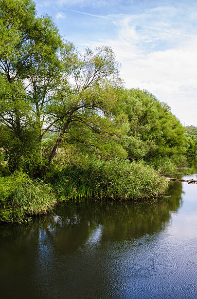 istock stream river around green trees and cane. ripple water 477750209