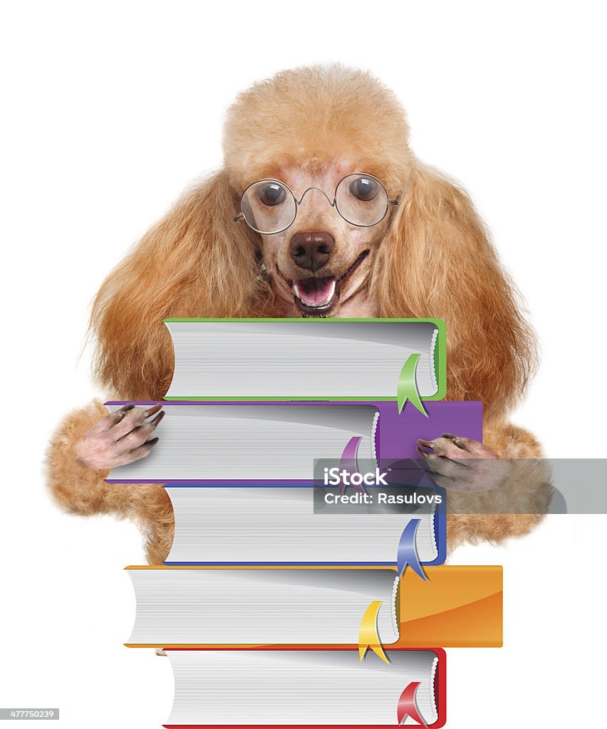 犬、書籍 - めがねのロイヤリティフリーストックフォト
