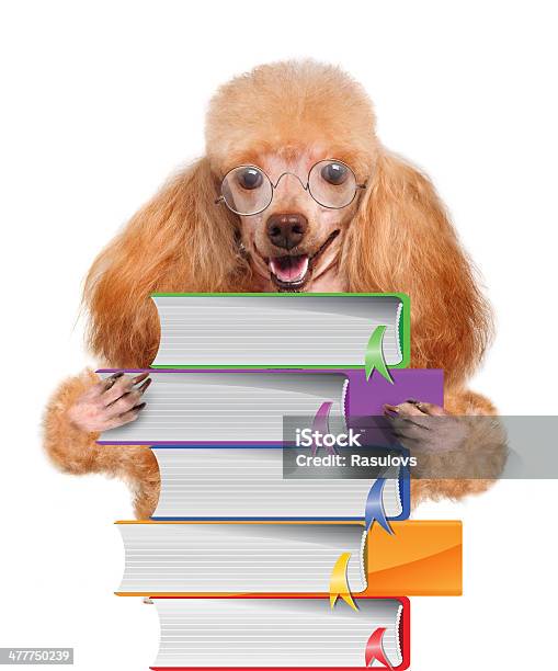 犬書籍 - めがねのストックフォトや画像を多数ご用意 - めがね, バランス, ペット