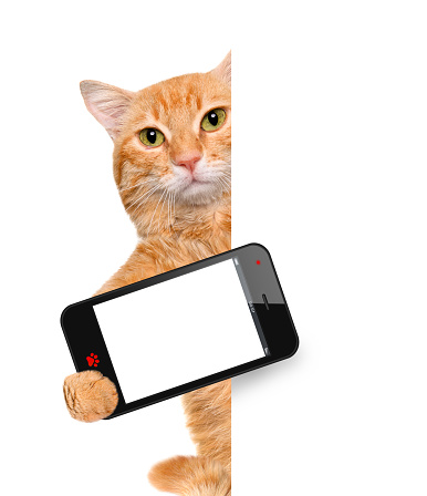 Cat taking a selfie with a smartphone. For white banner.