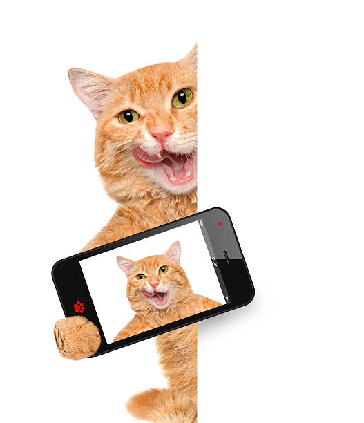 istock Cat taking a selfie with a smartphone 477753188
