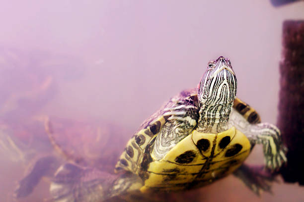 istock snag amphibians turtle underwater 477753418