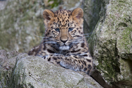 An Amur Leopard cub sitting in some rocks