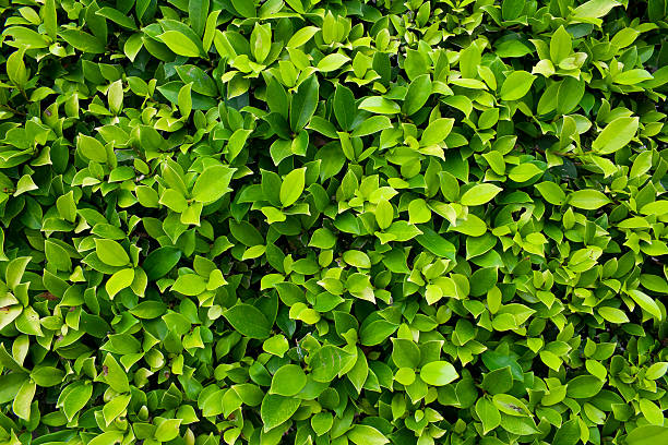 foglie di ficus altissima blume o consiglio albero - pianta nana foto e immagini stock