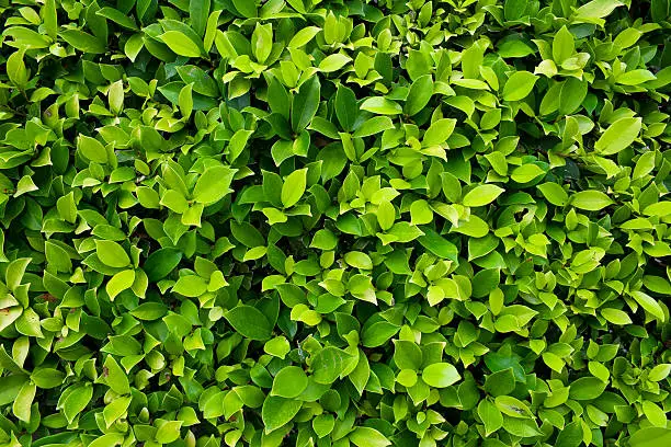 Natural leaves pattern for backgrounds and textures