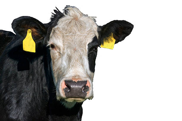 istock Black Cow with white face - isolated 477753928