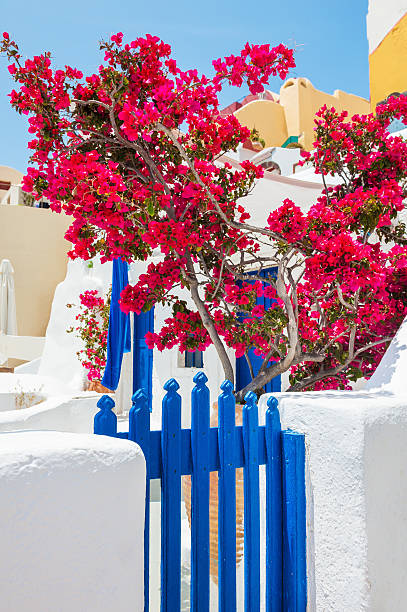 istock White-blue architecture on Santorini island, Greece 477754018