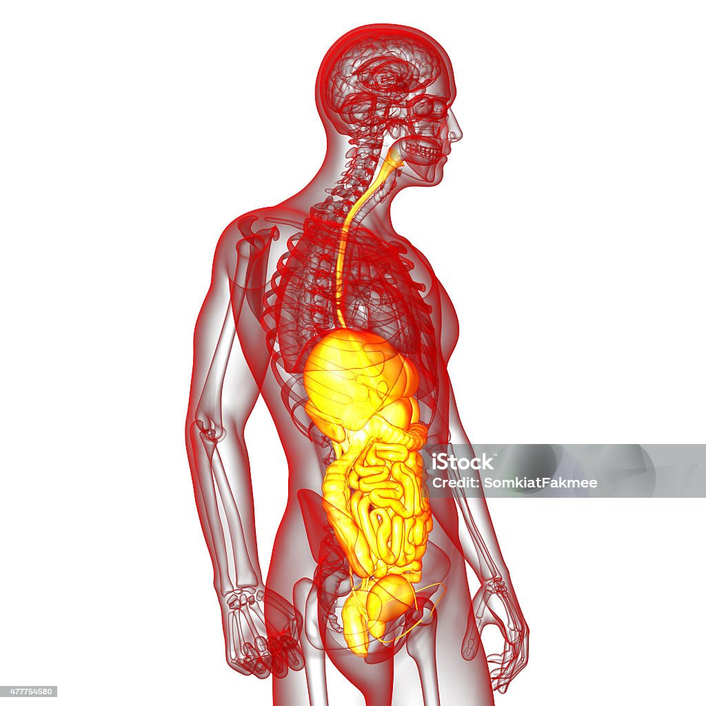 3d render medical illustration of the human digestive system 3d render medical illustration of the human digestive system - side view 2015 Stock Photo