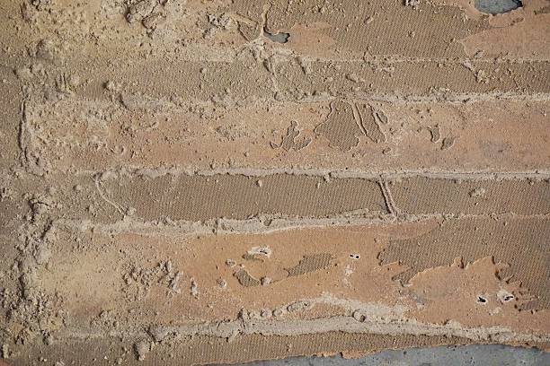 istock leftover carton after attact by termite 477755788