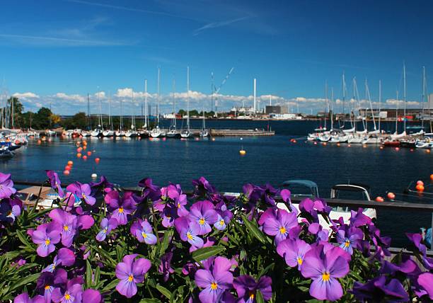 istock Violets and Sailboats. 477756573