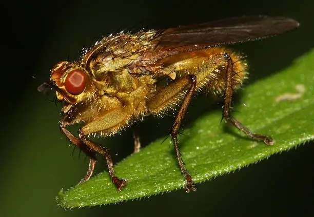 Photo of Golden dung fly resting